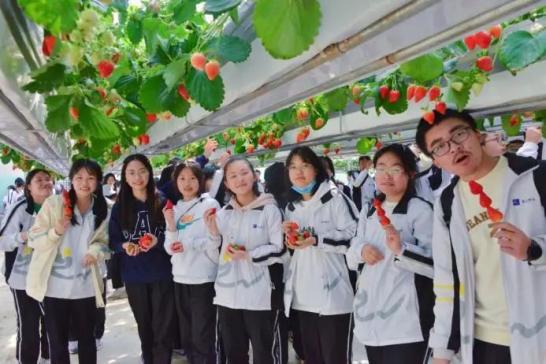踏青丨花草香,少年游,春日研学正当时 踏青丨花草香,少年游,春日研学正当时