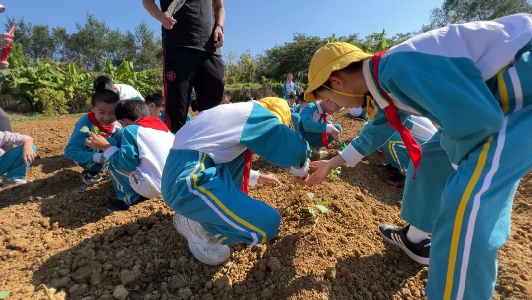 研学奇遇记：麦田生态园里的快乐探索