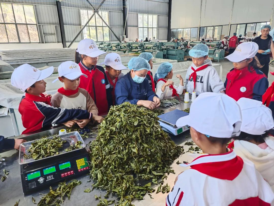 青春童行之普安红研学|茶韵悠悠，童心飞扬