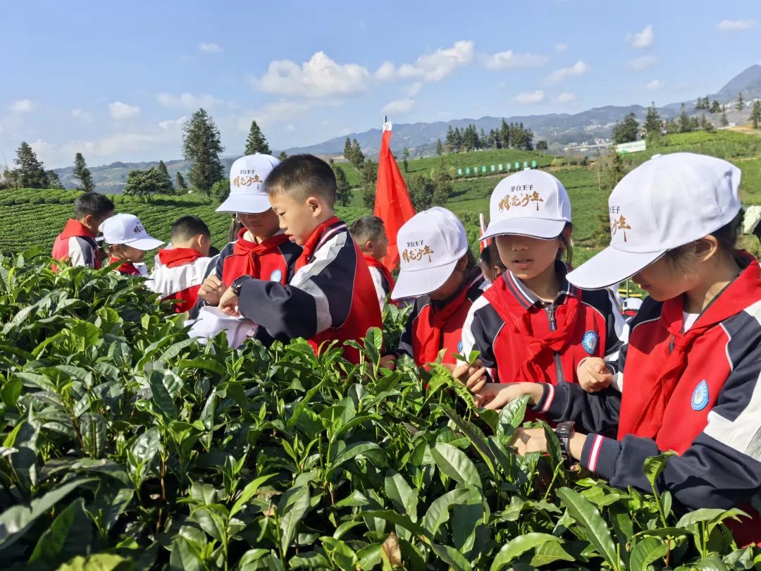 青春童行之普安红研学|茶韵悠悠，童心飞扬