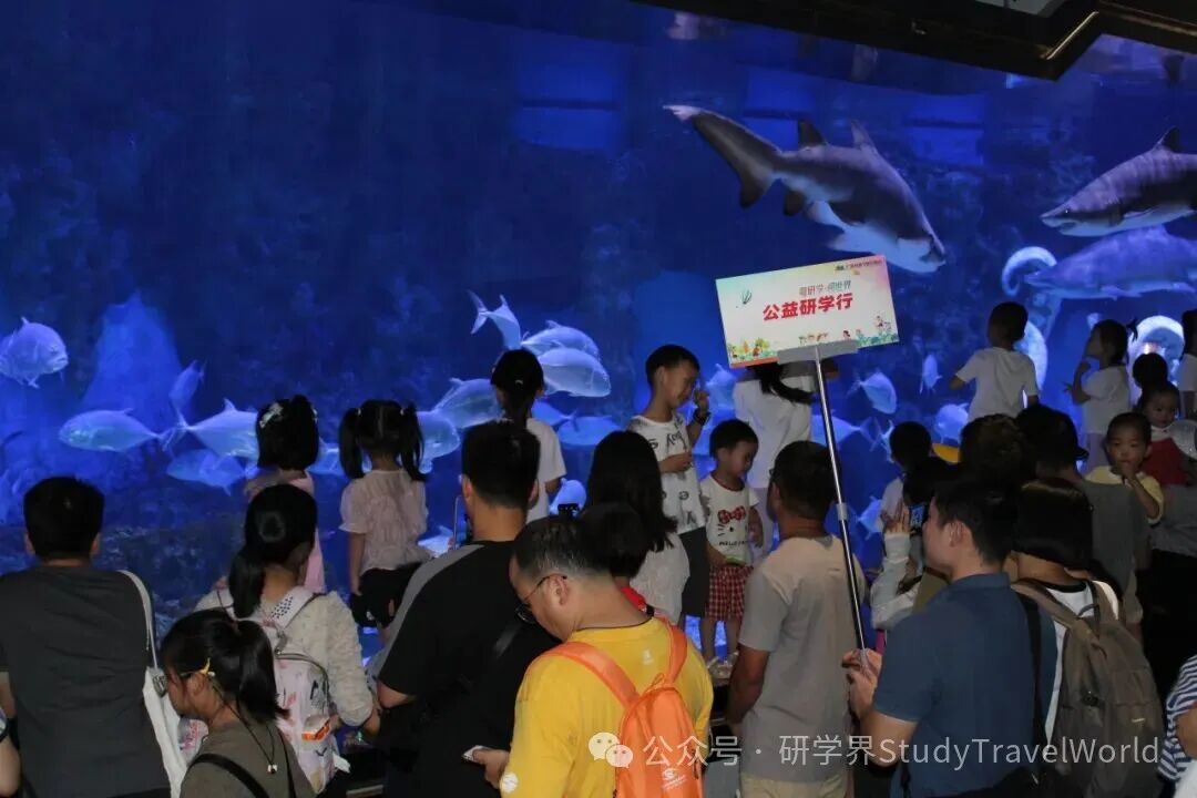 【公益研学行】2025年第二期回顾:探秘蔚蓝世界,守护海洋梦想 【公益研学行】2025年第二期回顾:探秘蔚蓝世界,守护海洋梦想