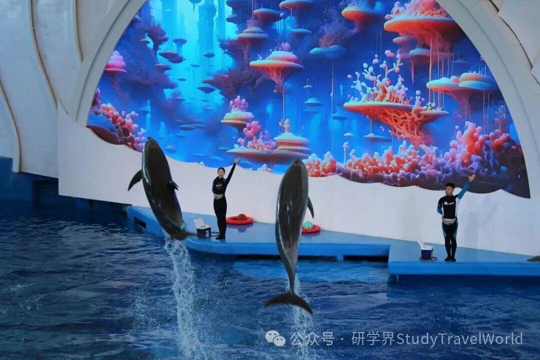 【公益研学行】2025年第二期回顾:探秘蔚蓝世界,守护海洋梦想 【公益研学行】2025年第二期回顾:探秘蔚蓝世界,守护海洋梦想