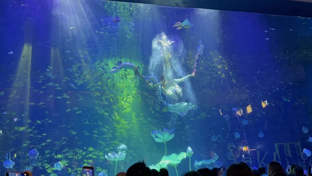 研学回顾 | 穿越蔚蓝世界，探索生命奇迹