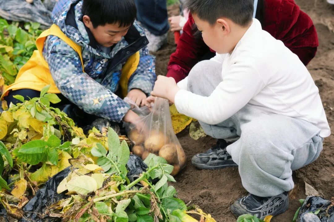 把课堂搬到田野间:周店村的童心研学之旅收获满筐 把课堂搬到田野间:周店村的童心研学之旅收获满筐