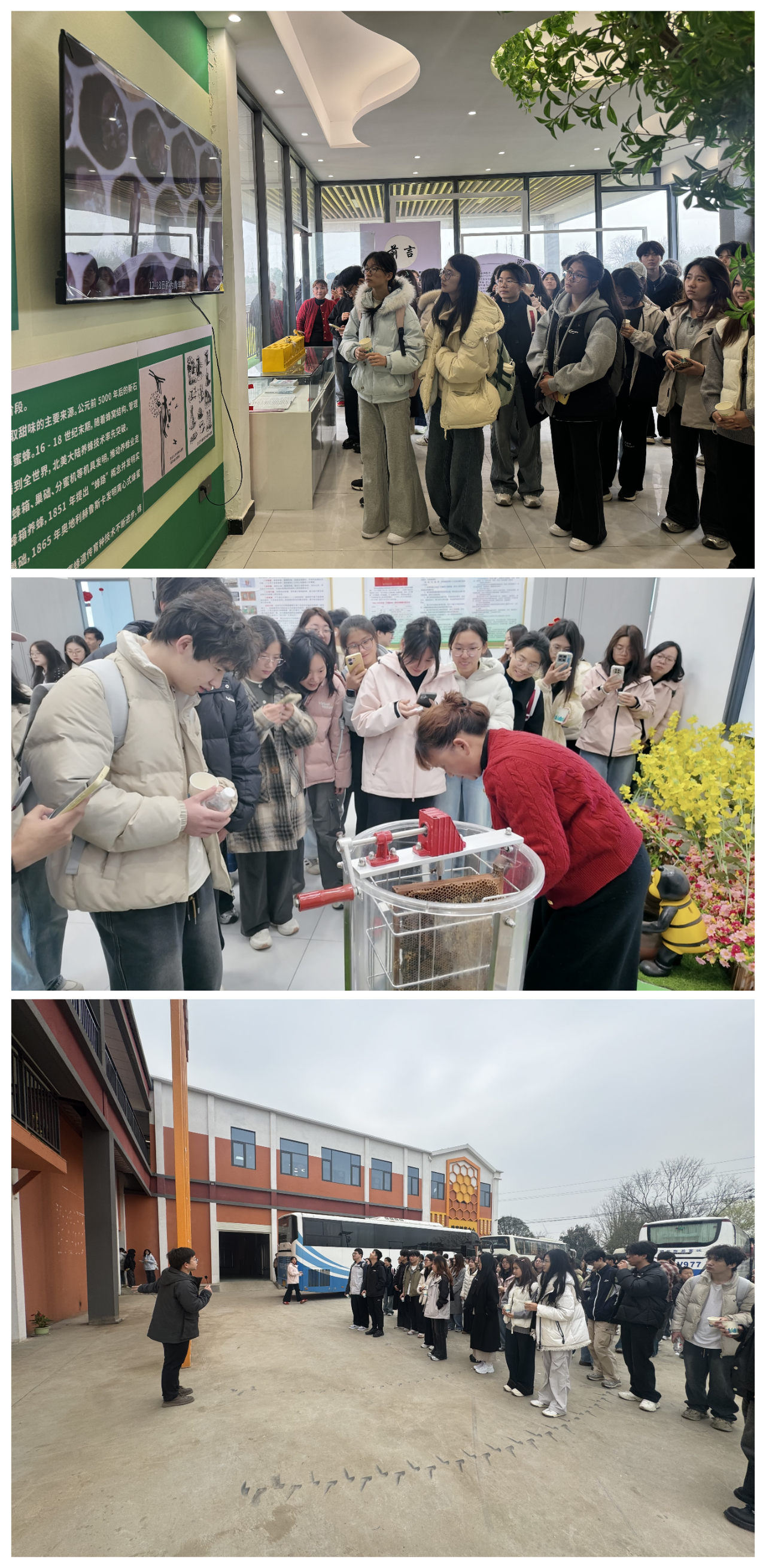 花韵・探春｜百名高校学子走进沙洋，共赴2026年湖北油菜花节研学之约