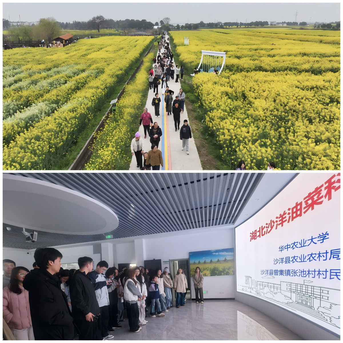 花韵・探春｜百名高校学子走进沙洋，共赴2026年湖北油菜花节研学之约