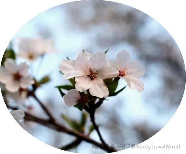 “含娃量最高”： 春假黄金周驱动研学新赛道