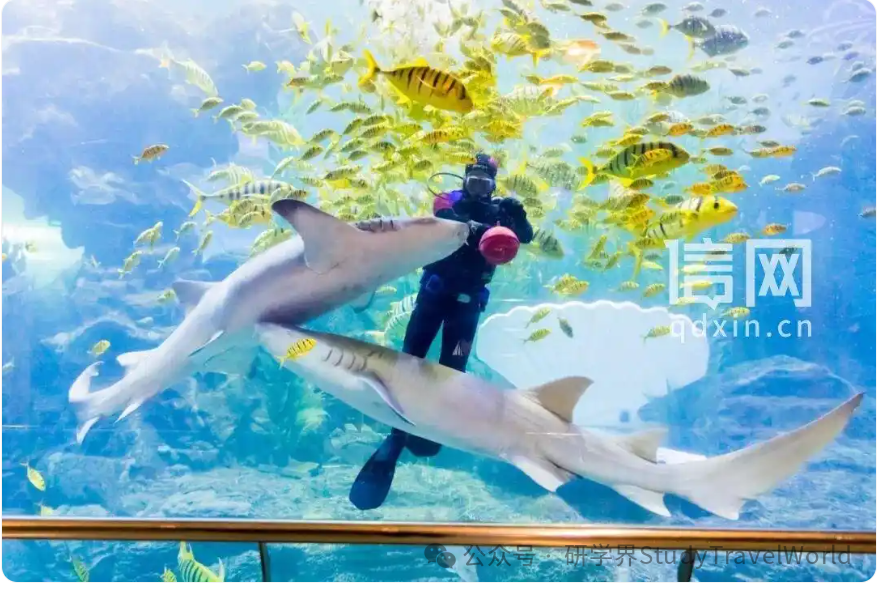 青岛推出十条特色研学线路 邀学子逐梦深蓝探知山海