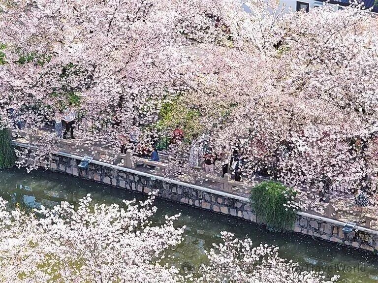 光明日报：春假全国落地潮来了！研学、亲子游彻底被点燃