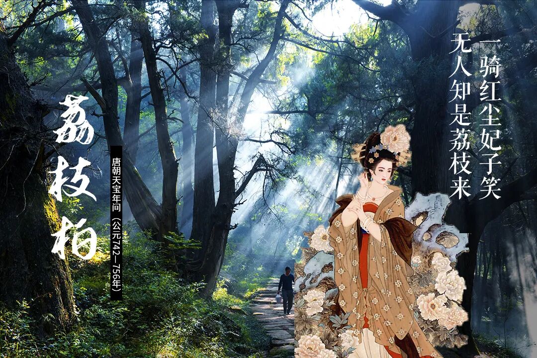 广元翠云廊宝藏研学资源!7 大植柏历史 + 千年古柏,可直接开发精品线路 广元翠云廊宝藏研学资源!7 大植柏历史 + 千年古柏,可直接开发精品线路