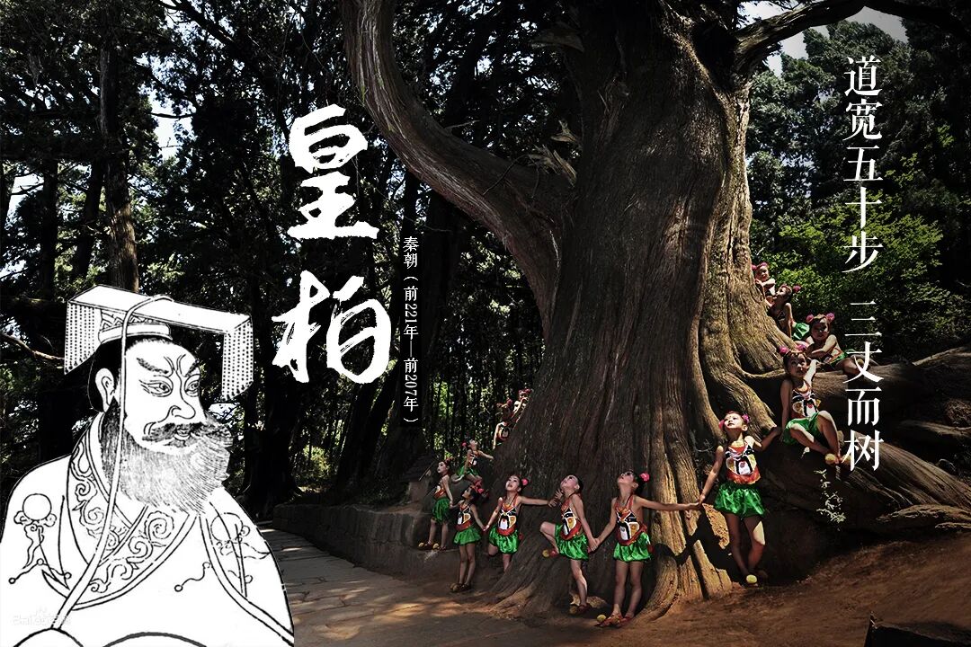 广元翠云廊宝藏研学资源!7 大植柏历史 + 千年古柏,可直接开发精品线路 广元翠云廊宝藏研学资源!7 大植柏历史 + 千年古柏,可直接开发精品线路